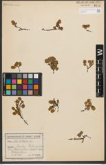 Foto von Salix herbacea L.